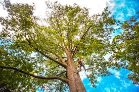Organic Lawn Care Solutions in North Syracuse, NY