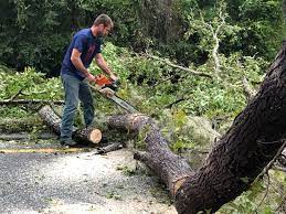 Best Hazardous Tree Removal  in North Syracuse, NY