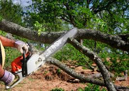 Best Lawn Pest Prevention  in North Syracuse, NY