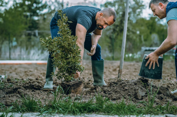 Best Hedge Trimming  in North Syracuse, NY