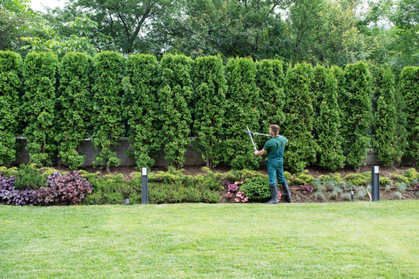 How Our Tree Care Process Works  in  North Syracuse, NY