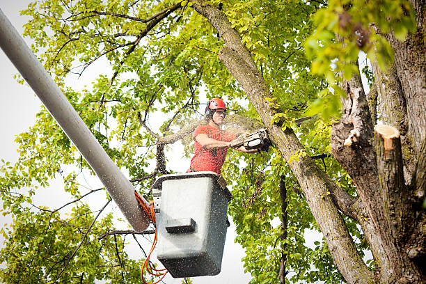 Best Fruit Tree Pruning  in North Syracuse, NY